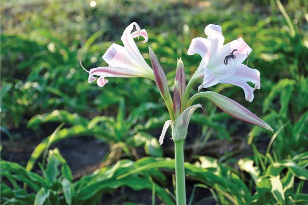 tác dụng Trinh nữ hoàng cung