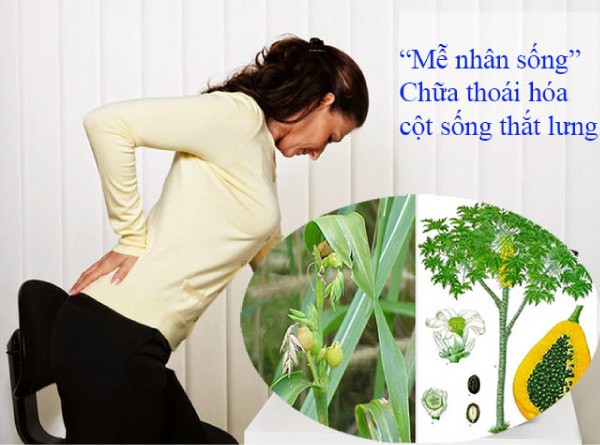 Chữa thoái hóa cột sống bằng mễ nhân sống