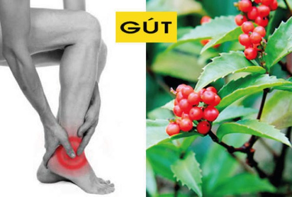 Bài thuốc đông y chữa bệnh gout từ cây sói rừng