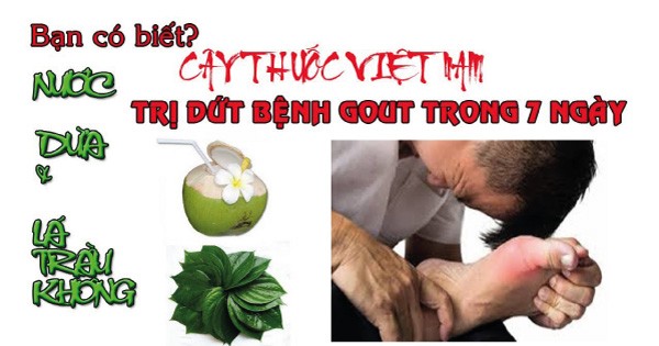 Bài thuốc chữa bệnh gout từ lá trầu không