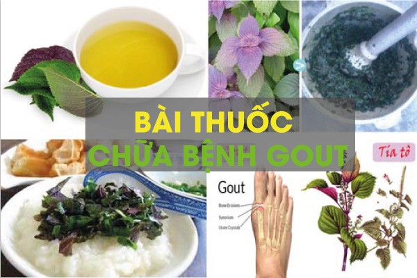 Bài thuốc đông y chữa bệnh gout