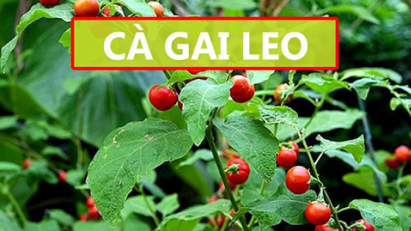 Bài thuốc đông y chữa chảy máu chân răng bằng rễ cà gai leo