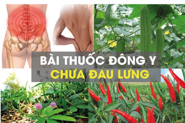 Bài thuốc đông y chữa đau lưng