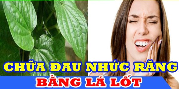 Bài thuốc đông y chữa đau răng bằng lá lốt