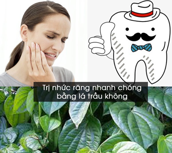 Bài thuốc đông y chữa đau răng bằng lá trầu không