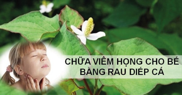 Bài thuốc chữa viêm họng mãn tính bằng lá diếp cá