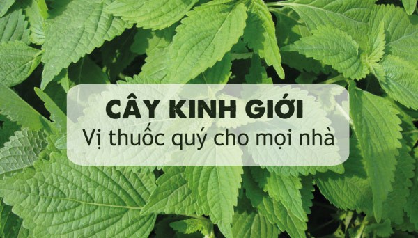 chữa viêm họng hat với hoa kinh giới