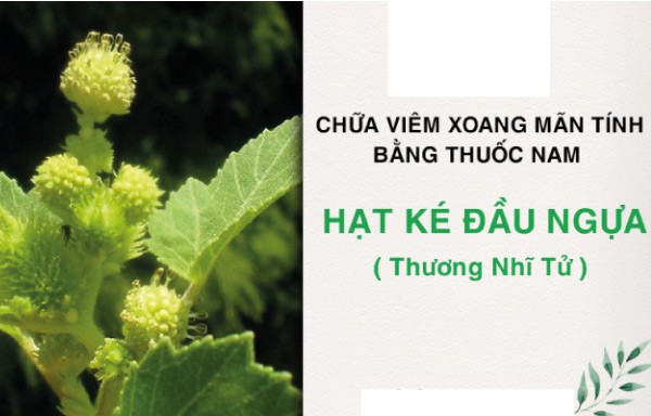 Bài thuốc chữa viêm xong mũi với cây ké đầu ngựa