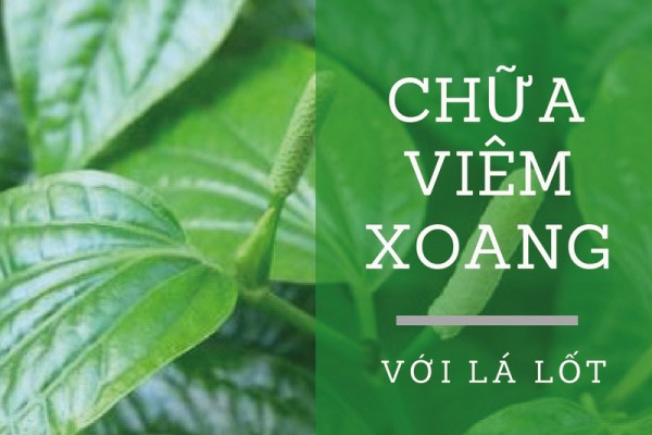 chữa viêm xoang mũi với lá lốt